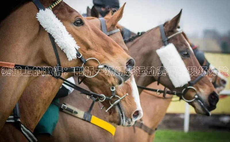 ayx官方体育入口爱慕股份赛道上的激情：剖析一场精彩运动赛事的现场体验